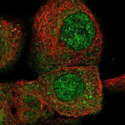 CPNE3 Antibody, Novus Biologicals 0.1mL; Unlabeled:Antibodies, Polyclonal